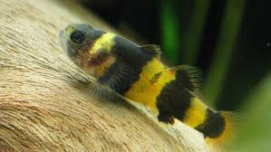 Bumblebee Goby