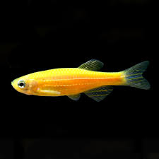 SUNBURST ORANGE GLO DANIO