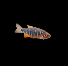 EMERALD DWARF RASBORA