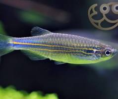 Blue Danio