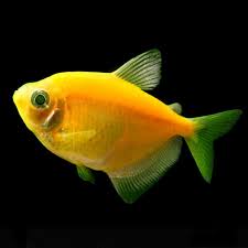 Sunburst Orange Glo Tetra