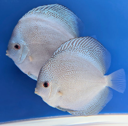 DRAGON SNAKESKIN DISCUS 5-5.5"