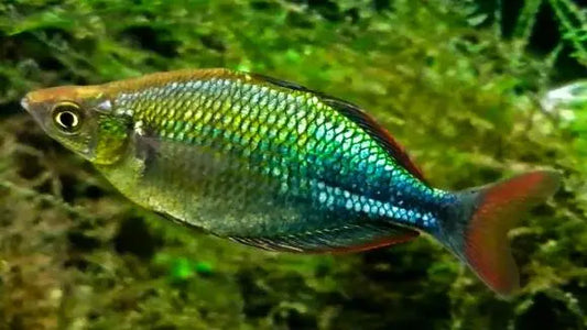 Emerald Rainbowfish