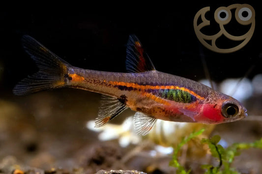 Exclamation Point Micro-Rasbora