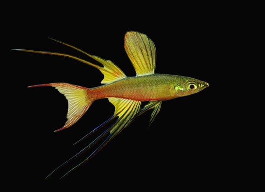 Featherfin Rainbowfish