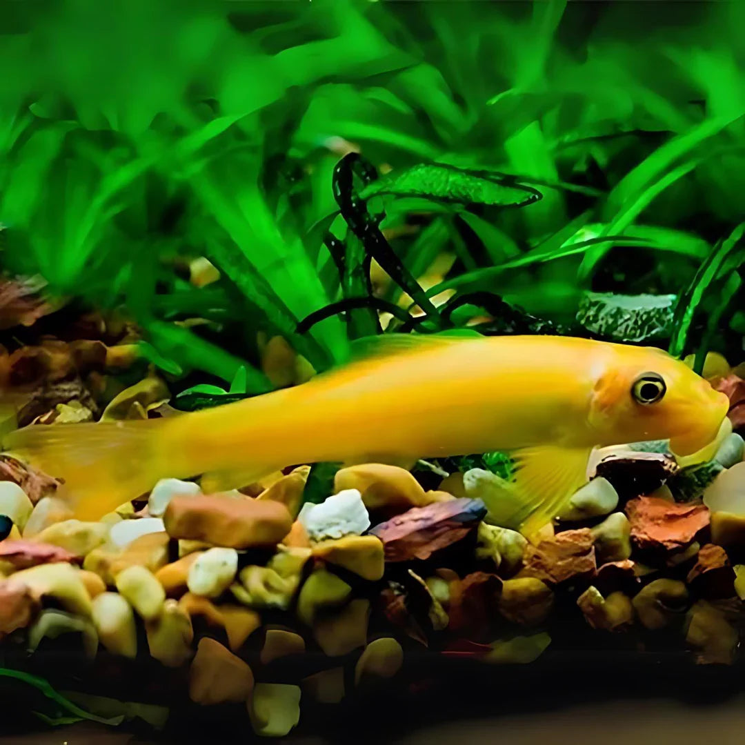 Gold Chinese Algae Eater