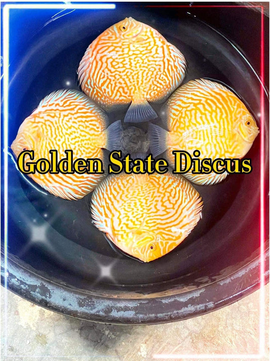 Golden Indiana Tiger Discus 4-4.5"