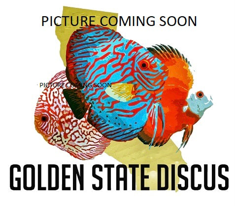 Albino Leopard Snake Discus 4-4.5"