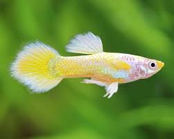 Yellow German Guppy