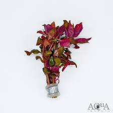ALTERNANTHERA LILACINA
