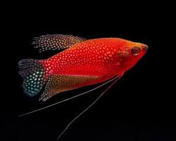 Starfire Red Glo Pearl Gourami