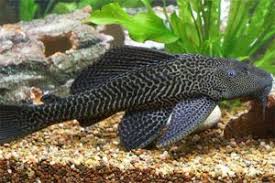 Common Pleco - sm
