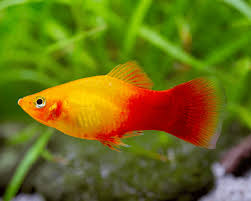 CORAL MARIGOLD PLATY