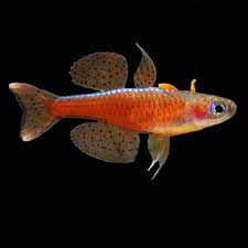 Paska's Red Neon Rainbowfish