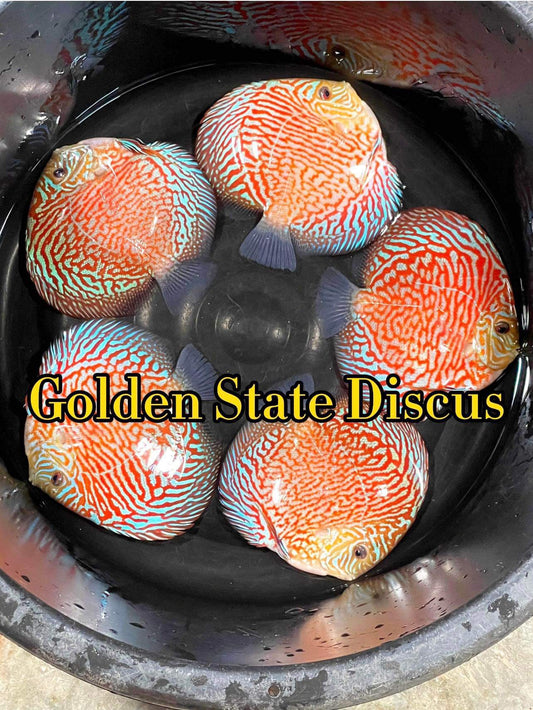 Indiana Tiger Discus 5-5.5"