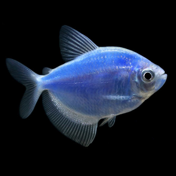 COSMIC BLUE GLO TETRA