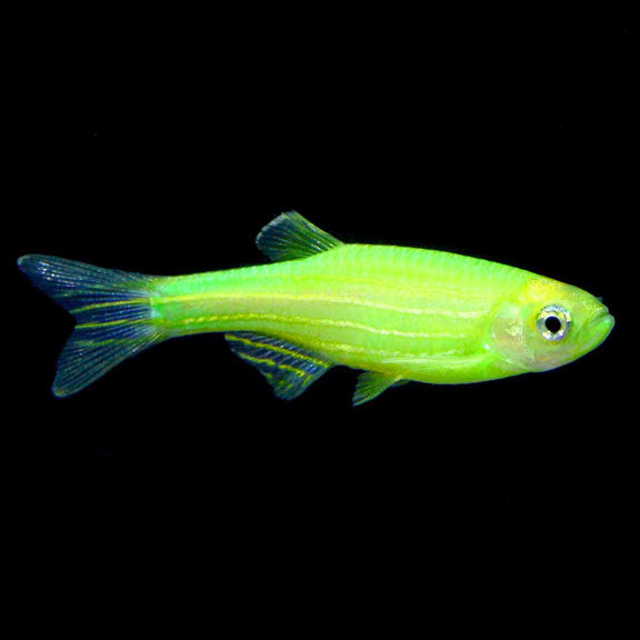 ELECTRIC GREEN GLO DANIO