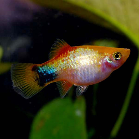 CORAL GOLD MICKEY MOUSE PLATY