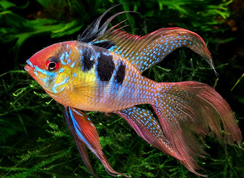 Longfin German Blue Ram