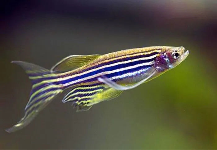 LONGFIN ZEBRA DANIO