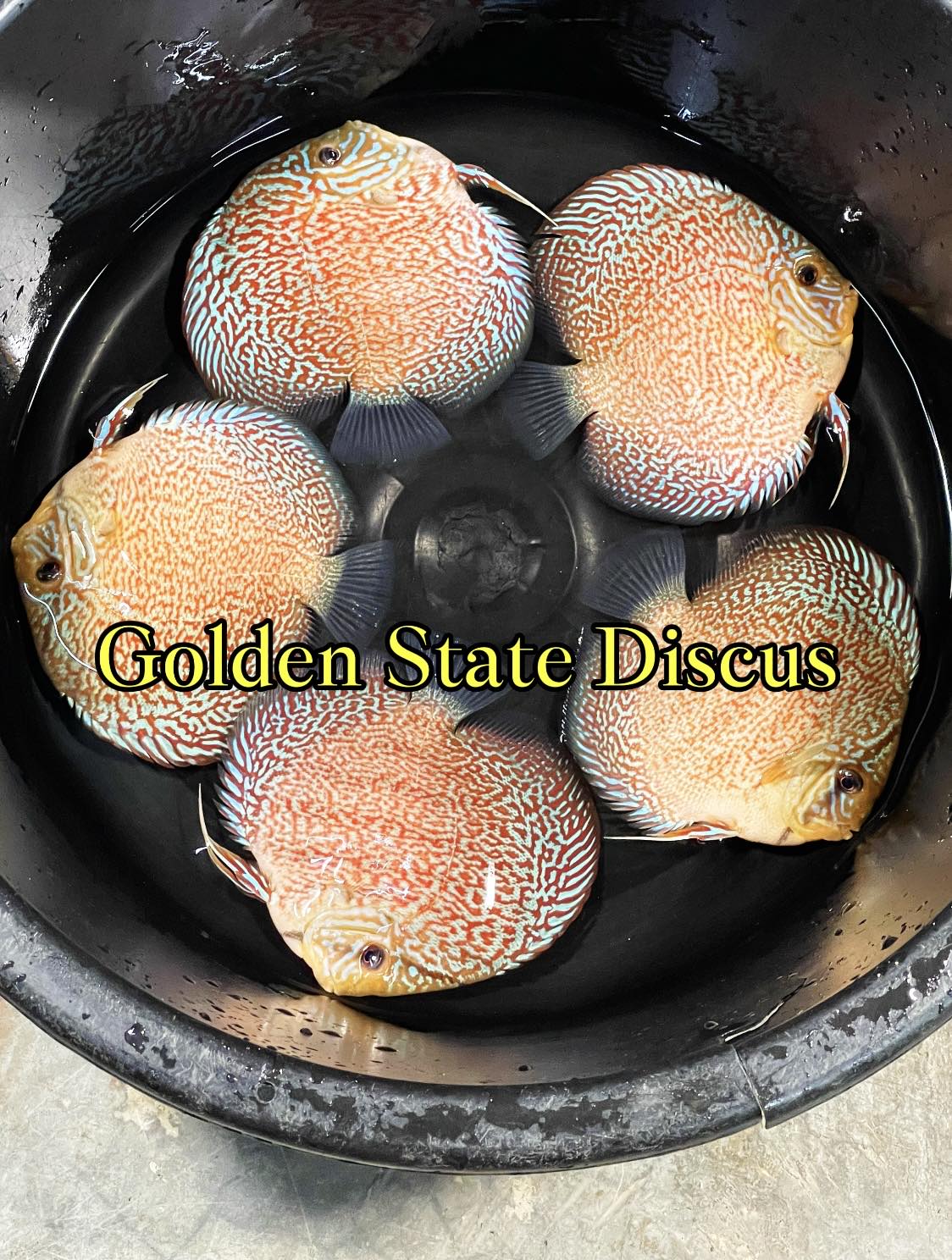 Majestic Fire Discus 3-3.5"