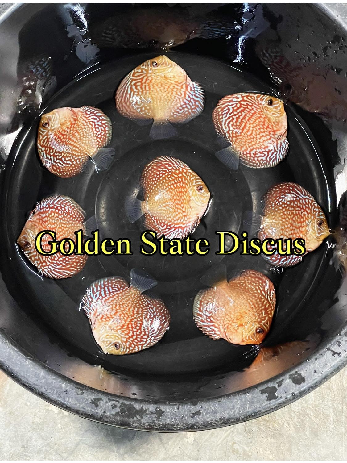 Maze Turquoise Discus Premium 6-6.5"