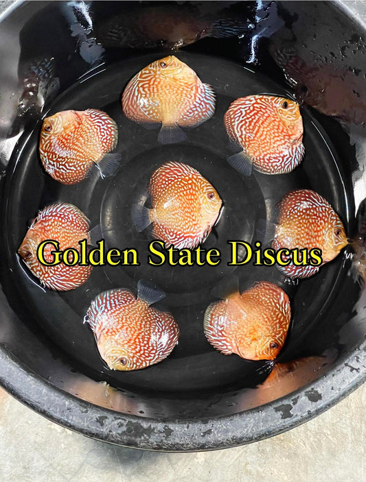 Maze Turquoise Discus 5-5.5"