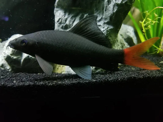 Redtail Shark