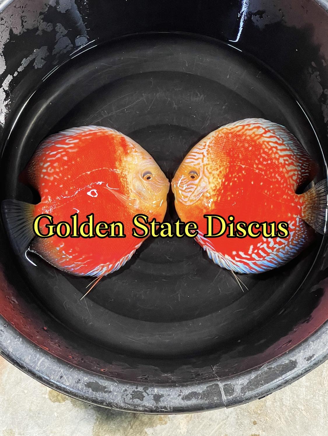 MOONSTONE DISCUS PREMIUM 6-6.5"