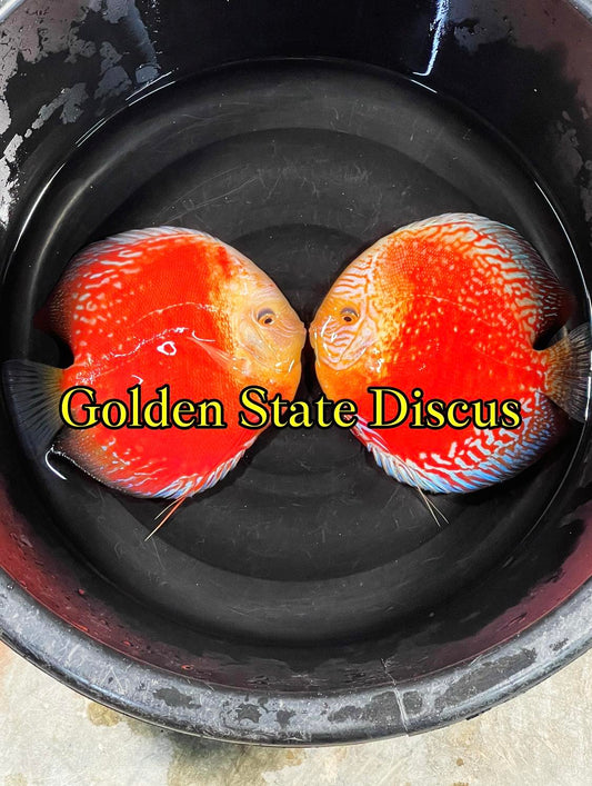 MOONSTONE DISCUS PREMIUM 6-6.5"