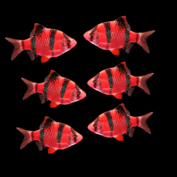 STARFIRE RED GLO BARB