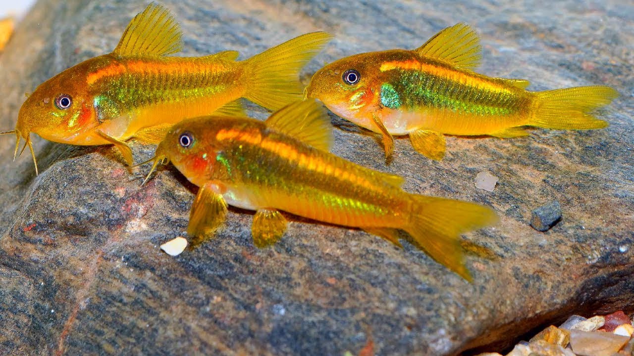 Neon Orange Laser Corydoras