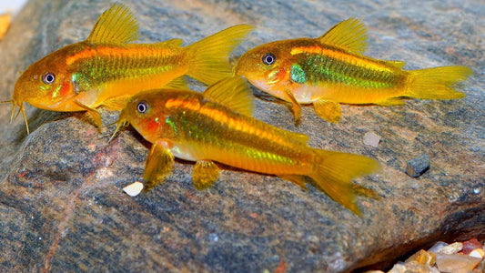 Neon Orange Laser Corydoras