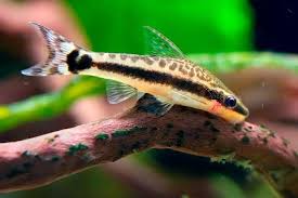 Otocinclus (Wild)