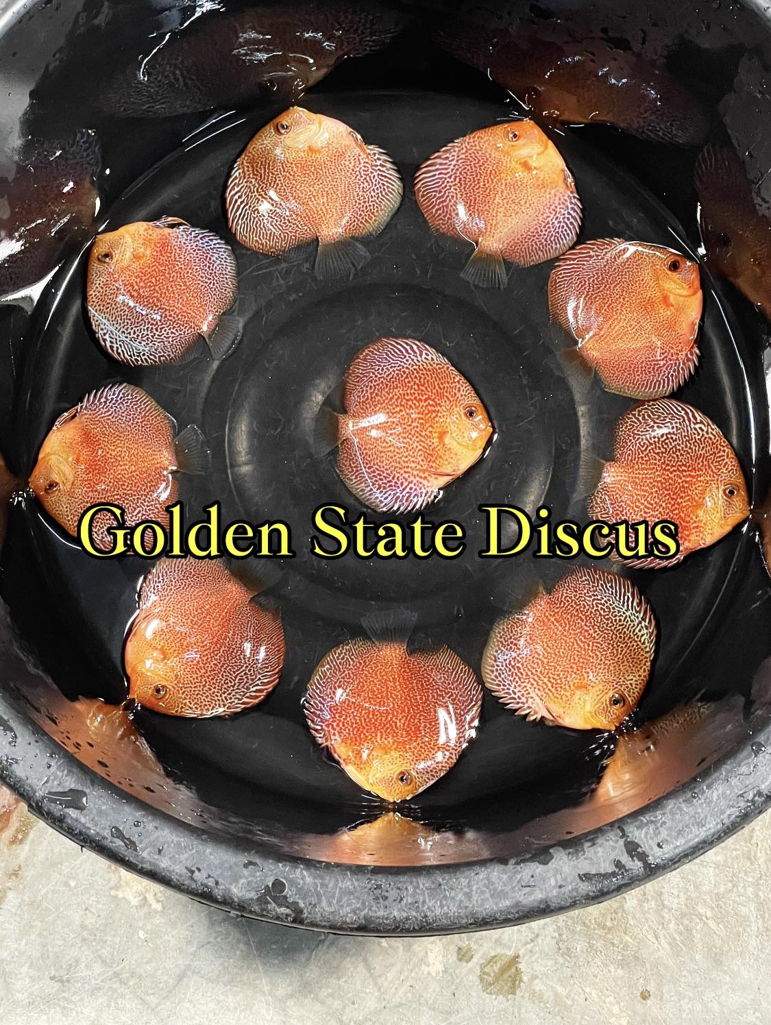 Golden State Discus - Premium Discus Fish and Expert Aquarium Care