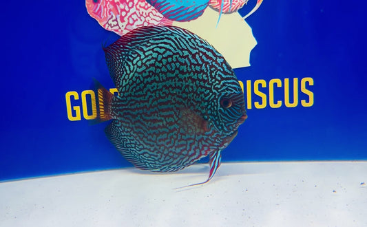 Maze Turquoise Jumbo Premium Discus 6.5-7.5” (WYSIWYG)