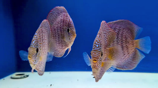Majestic Fire Discus 5-5.5”