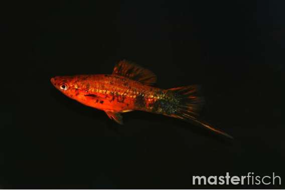 Red Calico Swordtail