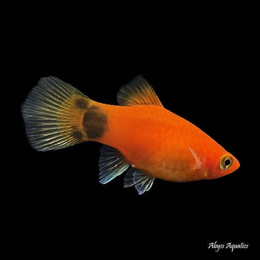 RED MICKEY MOUSE PLATY