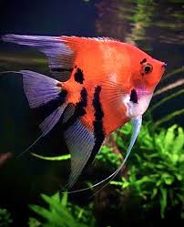 Red Devil Koi Angelfish