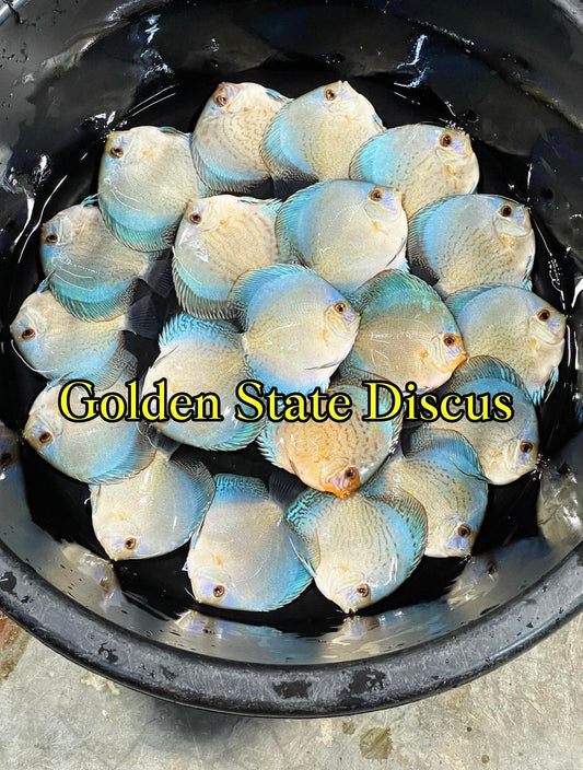 Reflection Deep Discus Premium 6-6.5"
