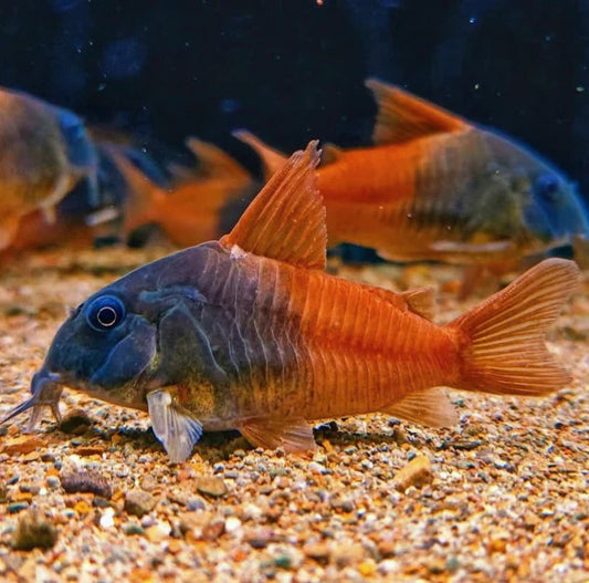 Concolor Corydoras