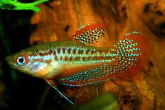 Sparkling Gourami