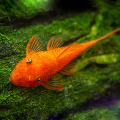 SUPER RED BUSHYNOSE PLECO - SM