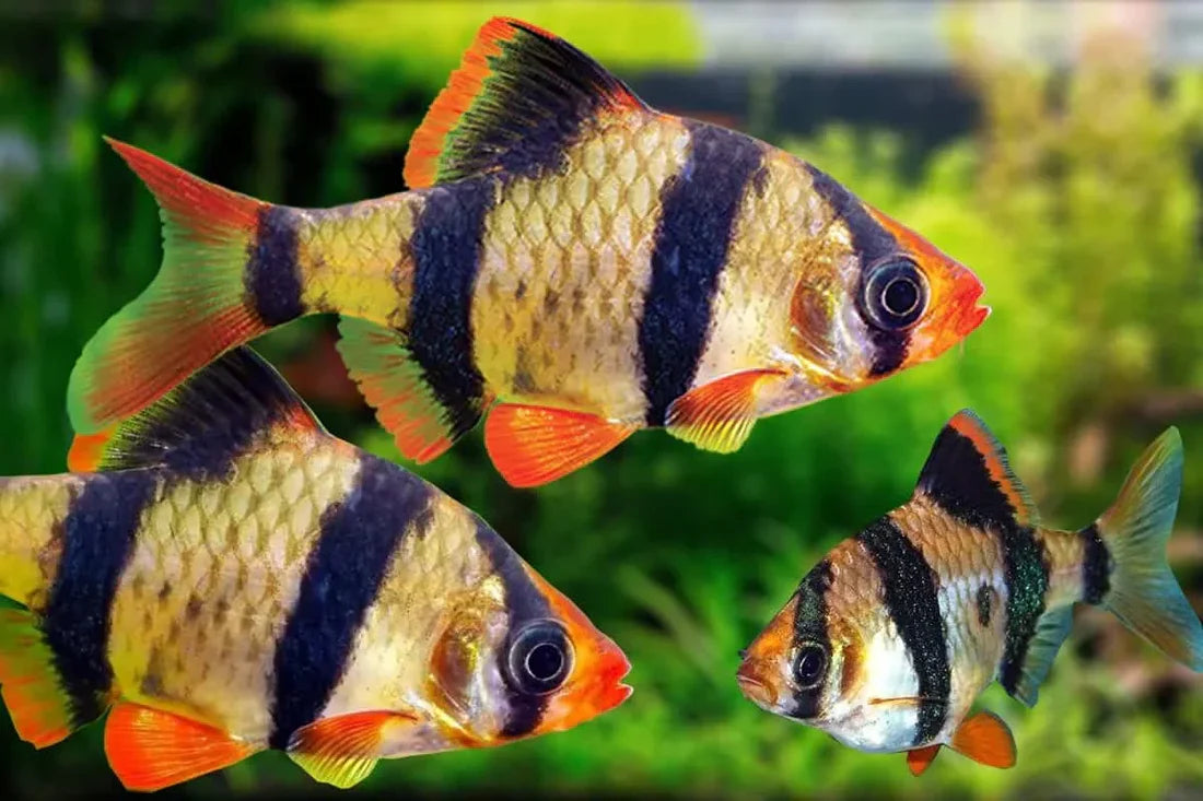 TIGER BARB