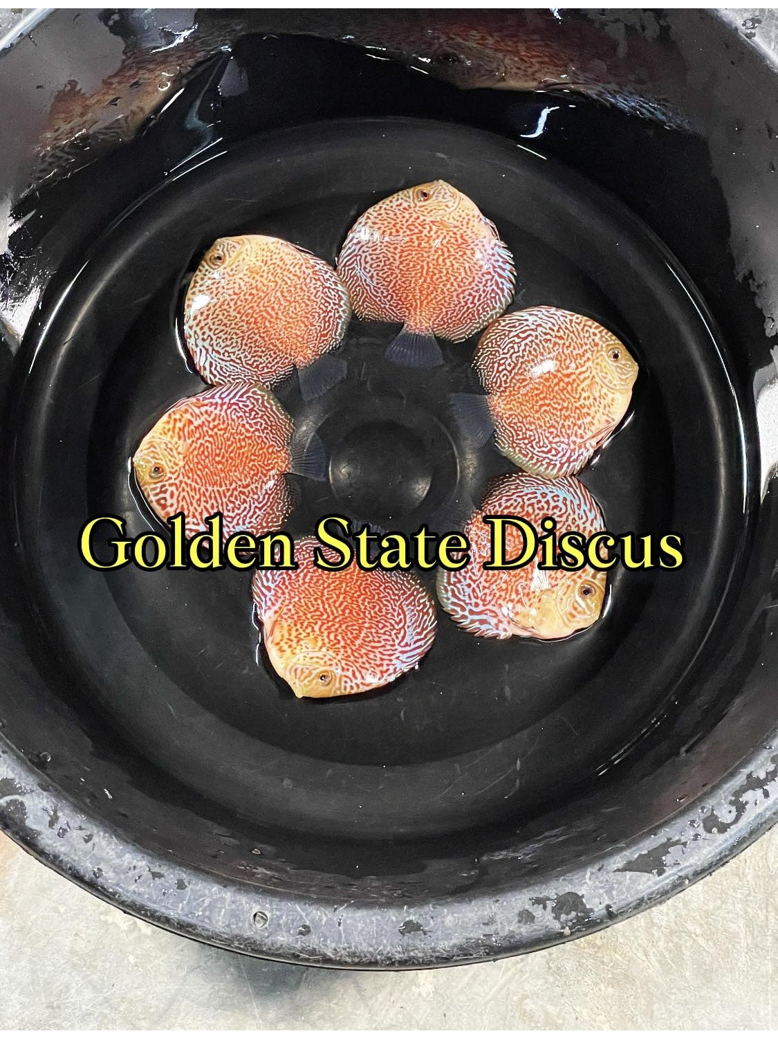 Viper King Discus 4.5-5"