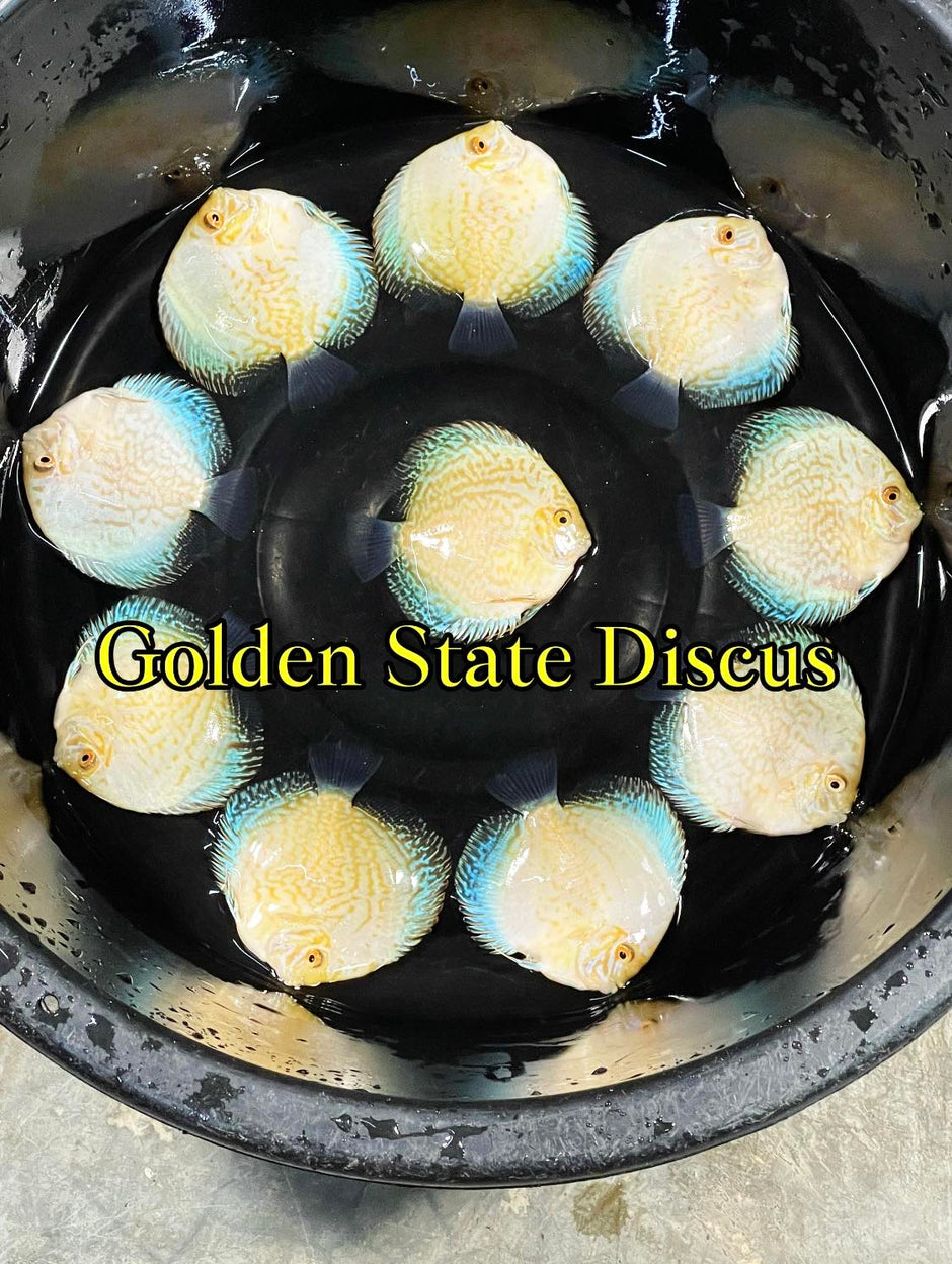 Golden State Discus - Premium Discus Fish and Expert Aquarium Care