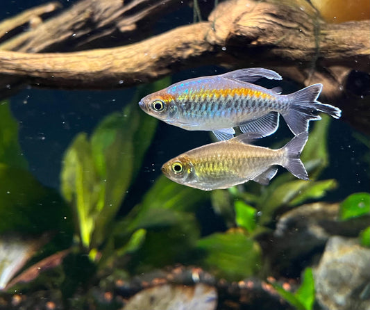 Congo Tetra