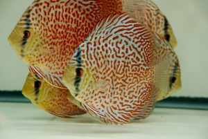 Red and White Discus Fish
